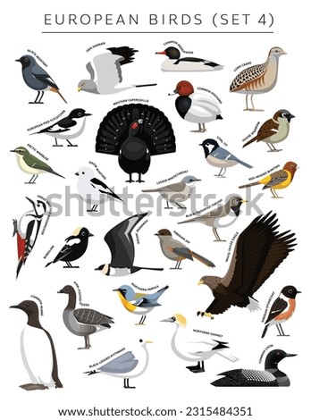 European Birds Set Cartoon Vector Character 4