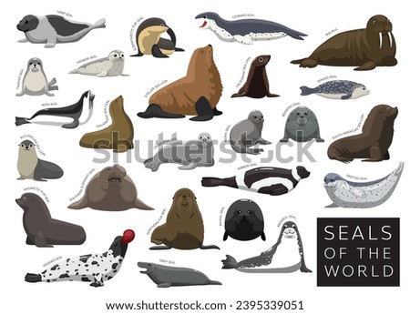 Seals of the World Set Cartoon Vector Character