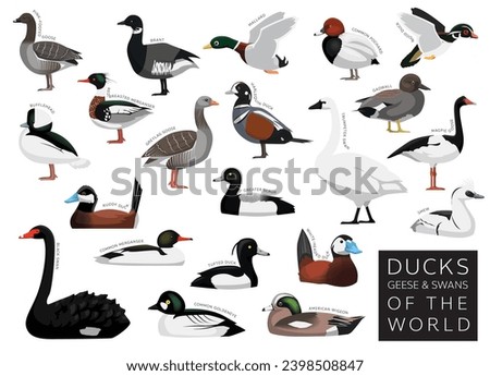 Ducks Geese and Swans of the World Set Cartoon Vector Character