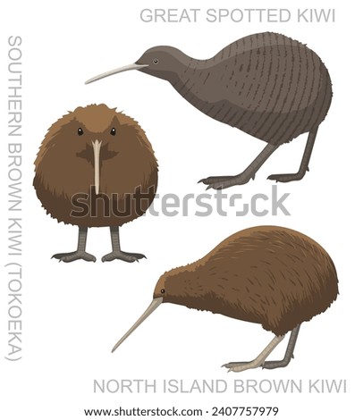 Cute Bird Kiwi Set Cartoon Vector