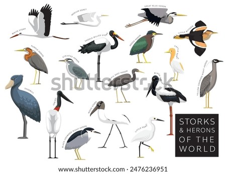 Birds Storks and Herons of the World Set Cartoon Vector Character