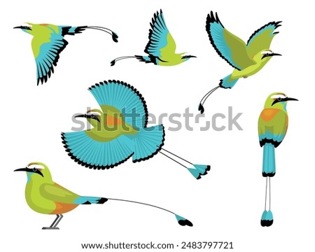 Bird Motmot Turquoise-Browed Exotic Various Poses Cartoon Vector Character