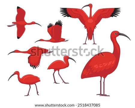 Scarlet Ibis Bird Exotic Various Poses Cartoon Vector Character