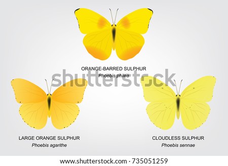 Butterfly Sulphur Set Vector Illustration