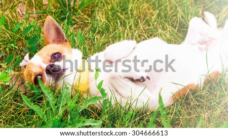 A cute white chihuahua in the grass on summer sunny day. Chihuahua dog lays in the grass.Side view.