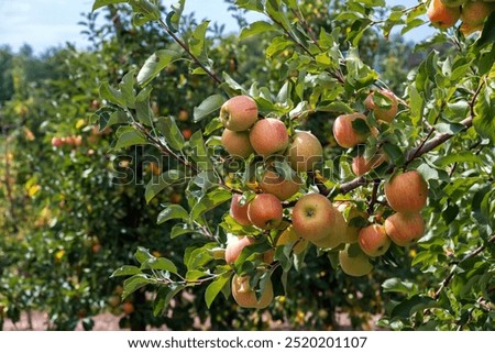 Similar – Image, Stock Photo Apple tree with many ripe red juicy apples in orchard. Harvest time in countryside. Apple fresh healthy fruits ready to pick on fall season