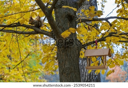 Similar – Image, Stock Photo Curious looking squirrel