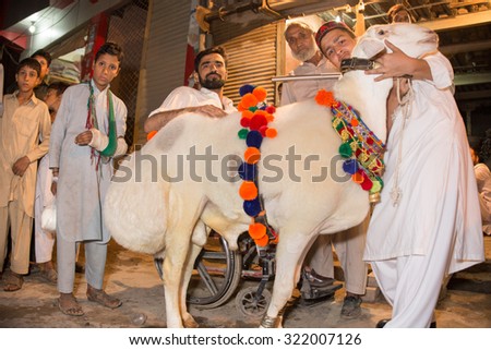 PESHAWAR, PAKISTAN, 23 Sep 2015: Vendor selling healthy sheep 200-250 kg sheep for Eid adha.people are just visit to see the beautiful sheeps