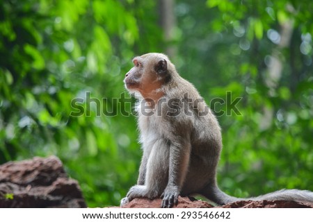 Little monkey sitting on a rock and looks thoughtfully into the distance