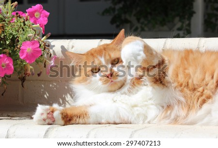 Orange Cat telling fish tale next to pink flowers