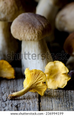 Freshly picked cepe/porcin and girolle  mushrooms on a rustic wooden board with oak and beech leaves.