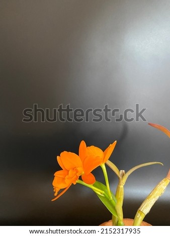 Rhyncattleanthe Young-Min Orange, W-C.Hung 2005
(RHS registered)
Rhyncattleanthe Viola Nuggett × Cattlianthe Trick or Treat Imagine de stoc © 