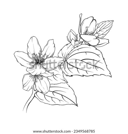 monochrome illustration of jasmine flowers, sketch of delicate petals and leaves