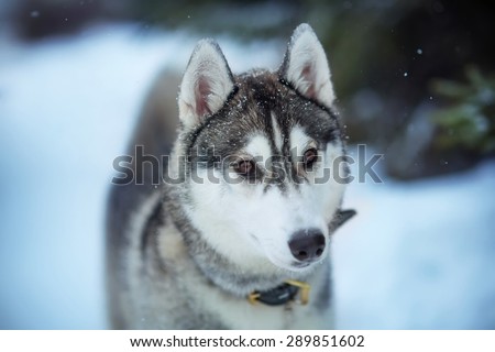 hasky, dog, winter time