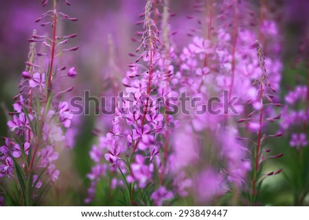 flowering fields, willow-herb