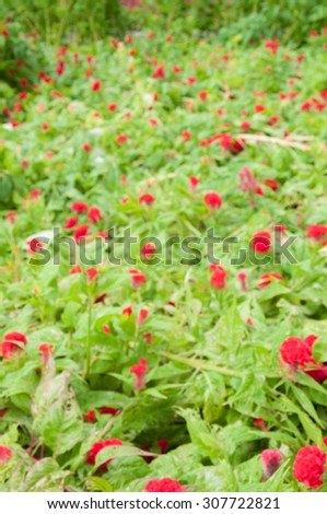 Blurry red flowers in public park , Thailand , selective focus point.