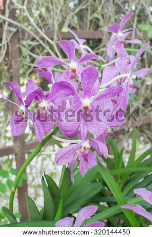 Purple orchid in south east asia , selective focus point and soft light.