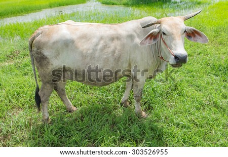 Cow graze Thailand