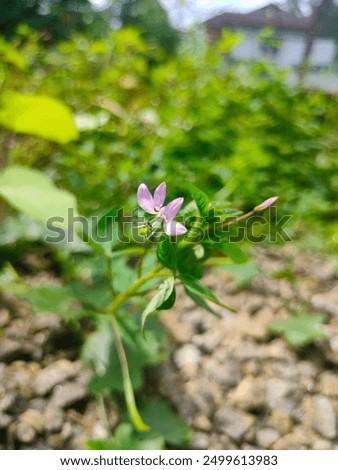 Similar – Image, Stock Photo Ciliated plant Plant Small