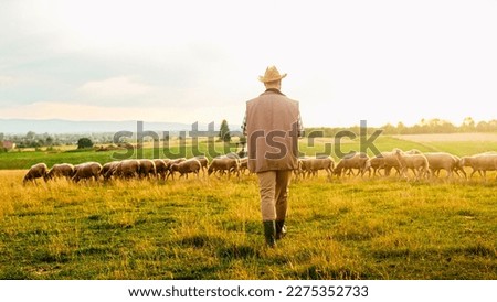 Similar – Image, Stock Photo A flock of sheep in the heath