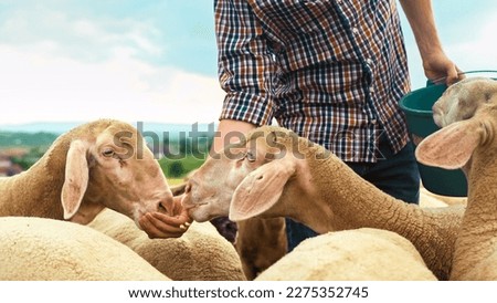 Similar – Image, Stock Photo Flock of sheep, closely packed together