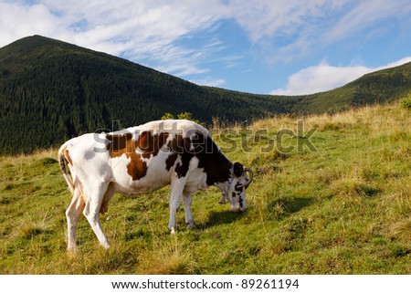 Cow on the mountain hill in summer