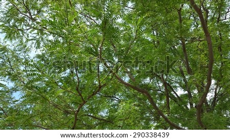 Under Tree Canopy With Glimpse Of Summer Blue Sky