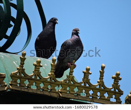 Doves standing on the top of a decorated kiosko under the blue sky. Foto stock © 