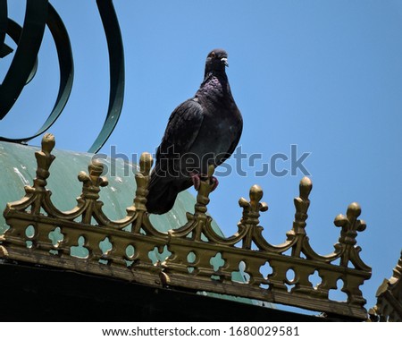 Doves standing on the top of a decorated kiosko under the blue sky. Foto stock © 