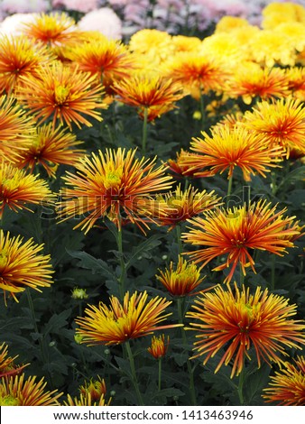 Shutterstock Puzzlepix Shutterstock Puzzlepix