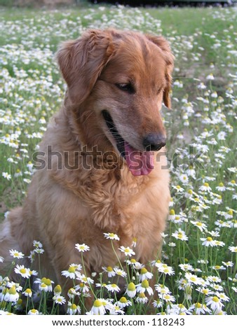 Golden Retriever Sitting In Field Of Daisies Stock Photo 118243 ...