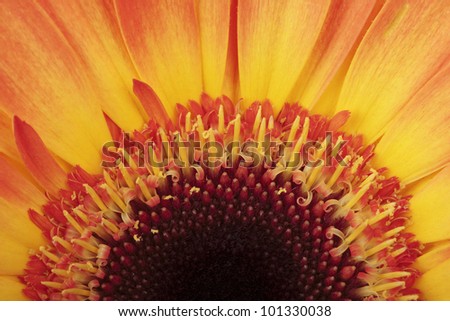Macro photo of gerber flower. Hight res. All in focus. Isolated on white
