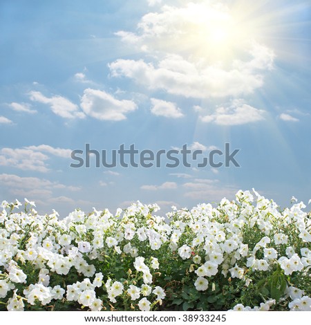Idyllic summer landscape with white flowers under blue skies and sun