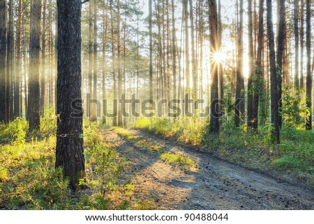 beautiful sunset in the foggy forest, dirty road