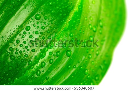 Green Leaf
