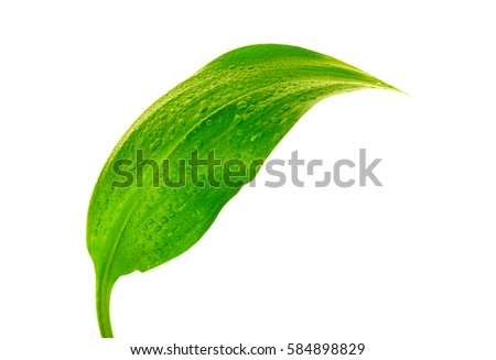 Green Leaf
