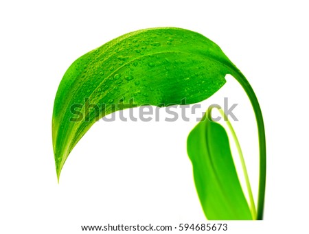 Green Leaf