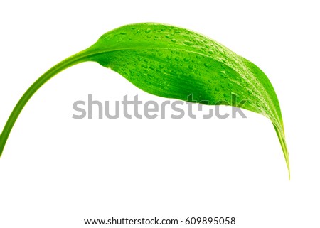 Green Leaf