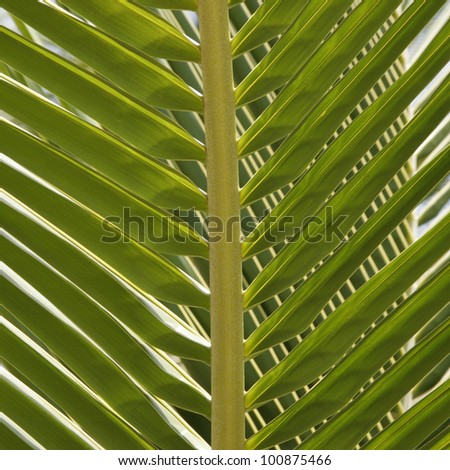Coco palm leaf