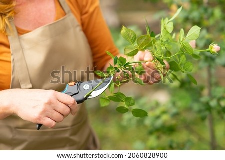 Middle-aged woman florist gardener in beige apron cuts rose. Close-up of hand with pruner.Cropping flowers. floriculture and horticulture. Photo stock © 