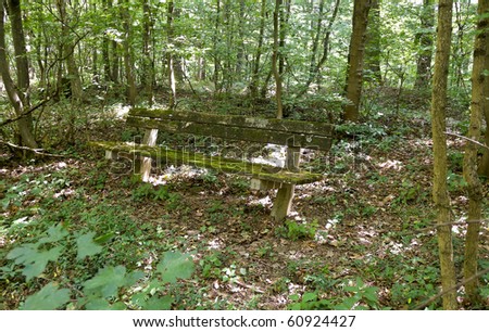 Lonely bench in the forest covered with green moss
