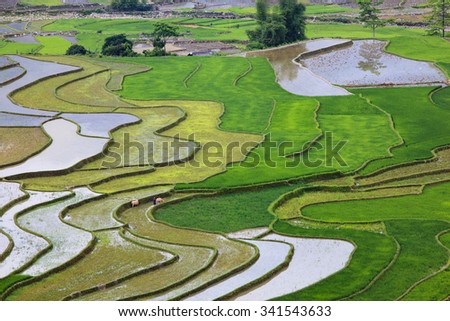 Terraced rice field in water season in Tu Le, Mu Cang Chai, Yen Bai province, Vietnam Photo stock © 