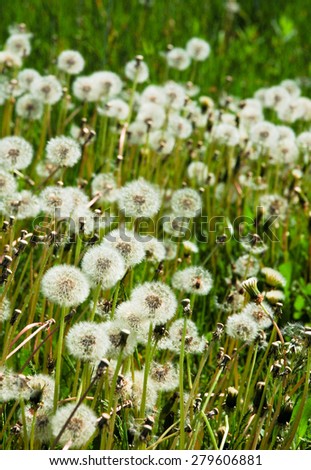 Dandelions, white flowers in green grass