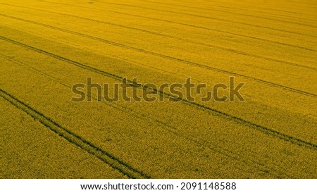 Aerial view yellow grain field. Ripened wheat field road lines. Drone shot agricultural landscape. Growing cereal crop farm. Rapeseed field blooming flowers. Rapes oil farm plantation. Agribusiness