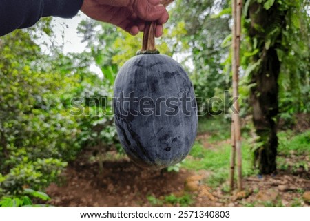 Similar – Image, Stock Photo #S# Pumpkin friends Food