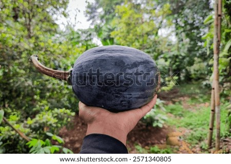 Similar – Image, Stock Photo #S# Pumpkin friends Food