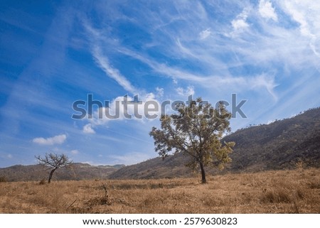 Foto Bild Weide mit zwei Bäumen vor Berg