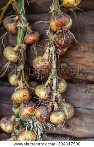 season of harvest, plaited onions dried on a background of wooden logs, braided onions