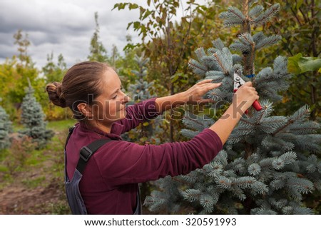 Woman gardener cuts blue spruce using secateurs, garden center
