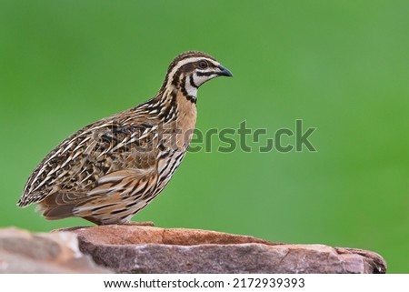 Similar – Image, Stock Photo Quail in the grass